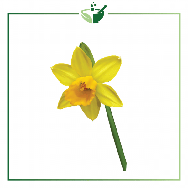 Narcissus Essential Oil-01